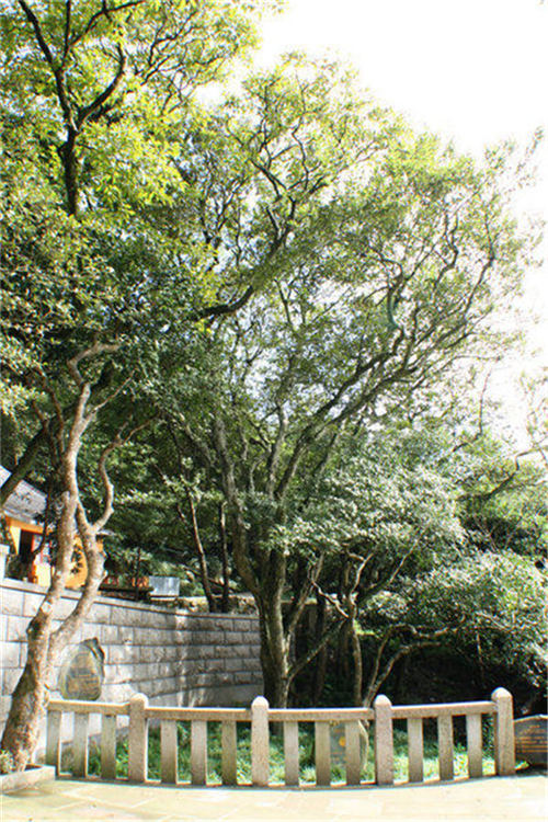 ���������x���x�����o�Ř���ľ